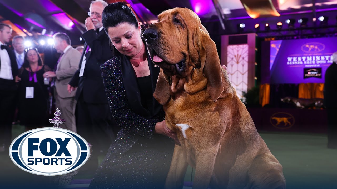 Trumpet, a bloodhound, wins Best in Show at the Westminster Dog ...