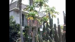 On the way to delivery i nearly skidded a stop when saw size and
health of papaya tree garden in this front yard glendale, near i-5.
proof th...