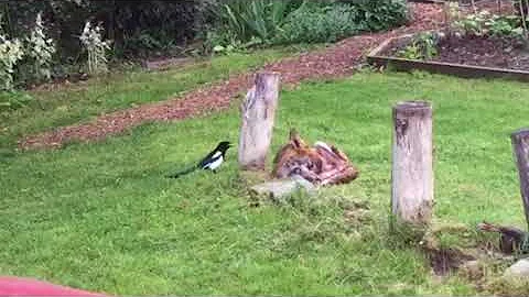 Magpie vs Fox Battle (hint: the fox ain’t bothered)