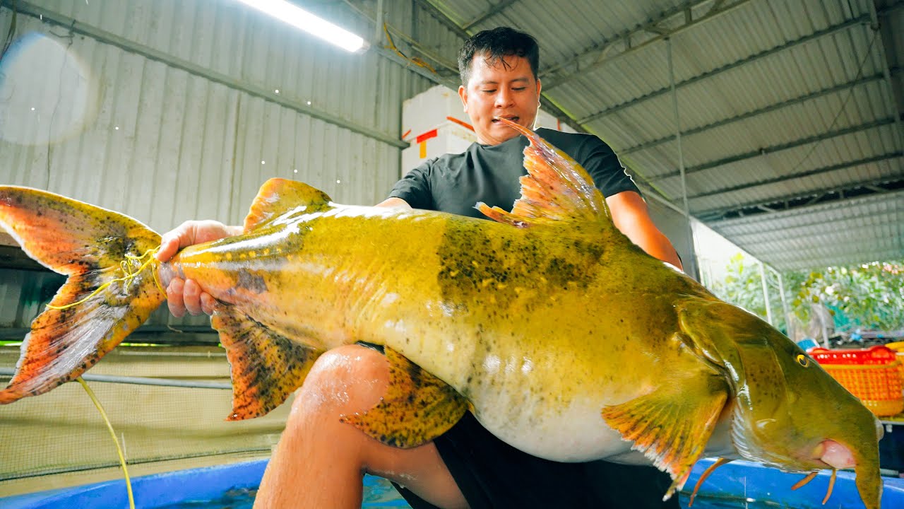 SAPA TV | BẤT NGỜ ĐƯỢC ĂN LÒNG SE ĐIẾU THUỶ QUÁI SÔNG ĐÀ CÁ CHIÊN KHỔNG LỒ NẶNG 50KG