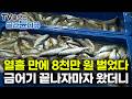 열흘 만에 8천만 원 벌었다 금어기 끝나자마자 서둘러 투망했더니 해 떨어진 새벽 4시에 그물 올리는 이유 제주도 참조기잡이 극한직업 골라듄다큐