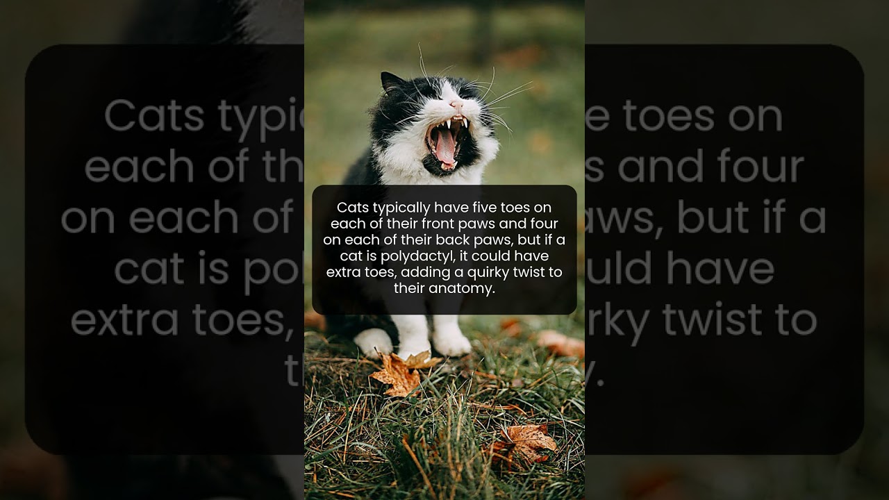 Meet the Quirky Cats with Extra Toes That Defy Normal Anatomy