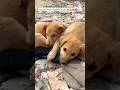 See the cutest bond between them 😍🥰❤️🧿 #trending #funny #shorts #viral #fyp