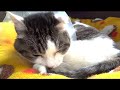 【癌になってしまった猫】My cat has cancer.