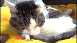 【癌になってしまった猫】My cat has cancer.
