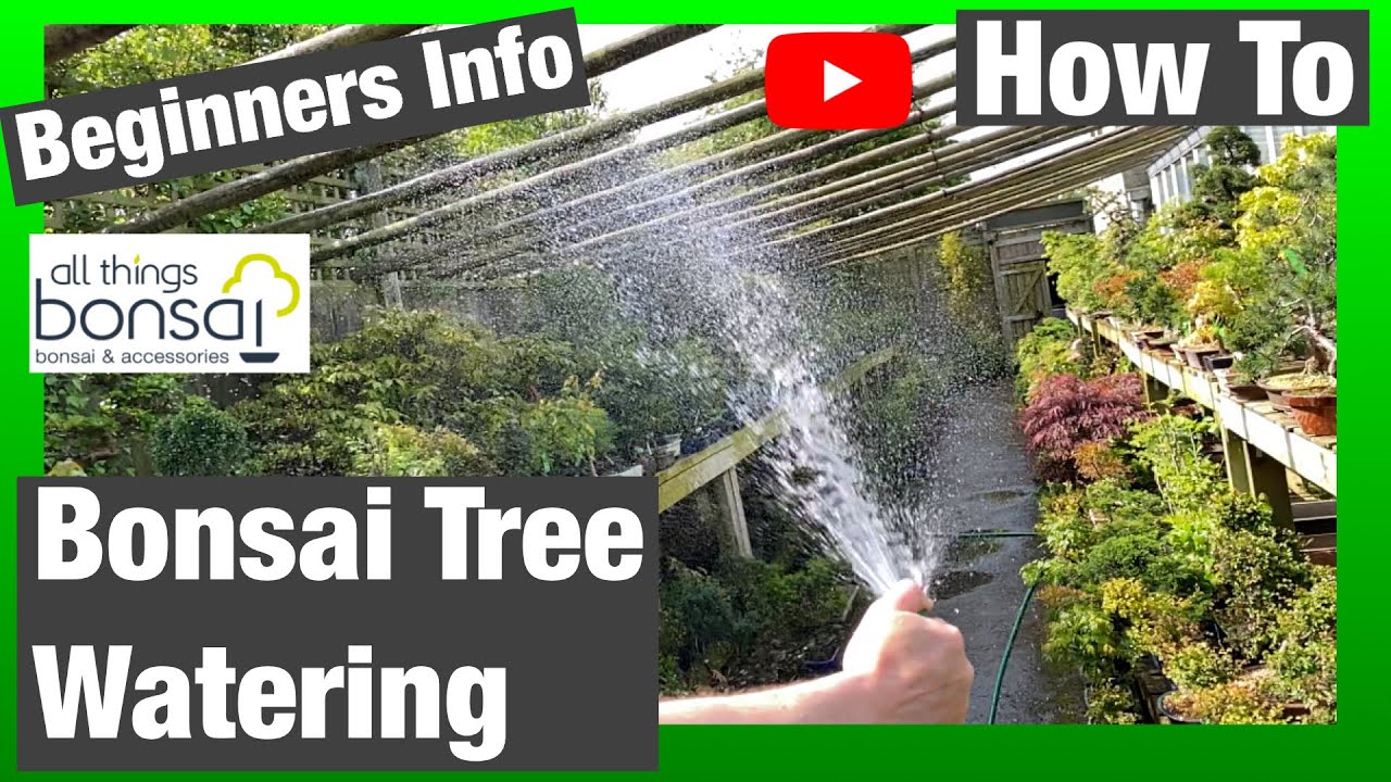 How To Water Bonsai Trees
