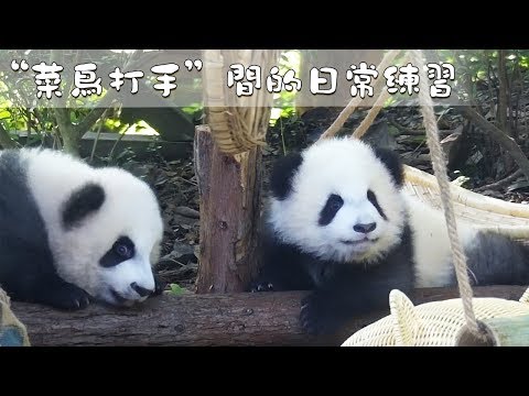 《熊貓早晚安》“菜鳥打手”間的日常練習 | iPanda熊貓頻道