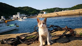 港の野良猫