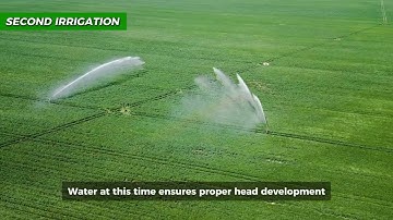 Wheat Crop Full Guide | How to Start Wheat Farming | Step-by-Step Wheat Cultivation for High Yield