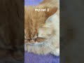 my orange cat :)
