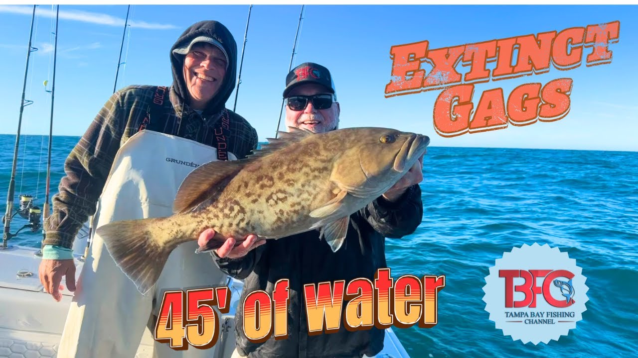 45-футовые гаги и хогфиши в заливе Тампа