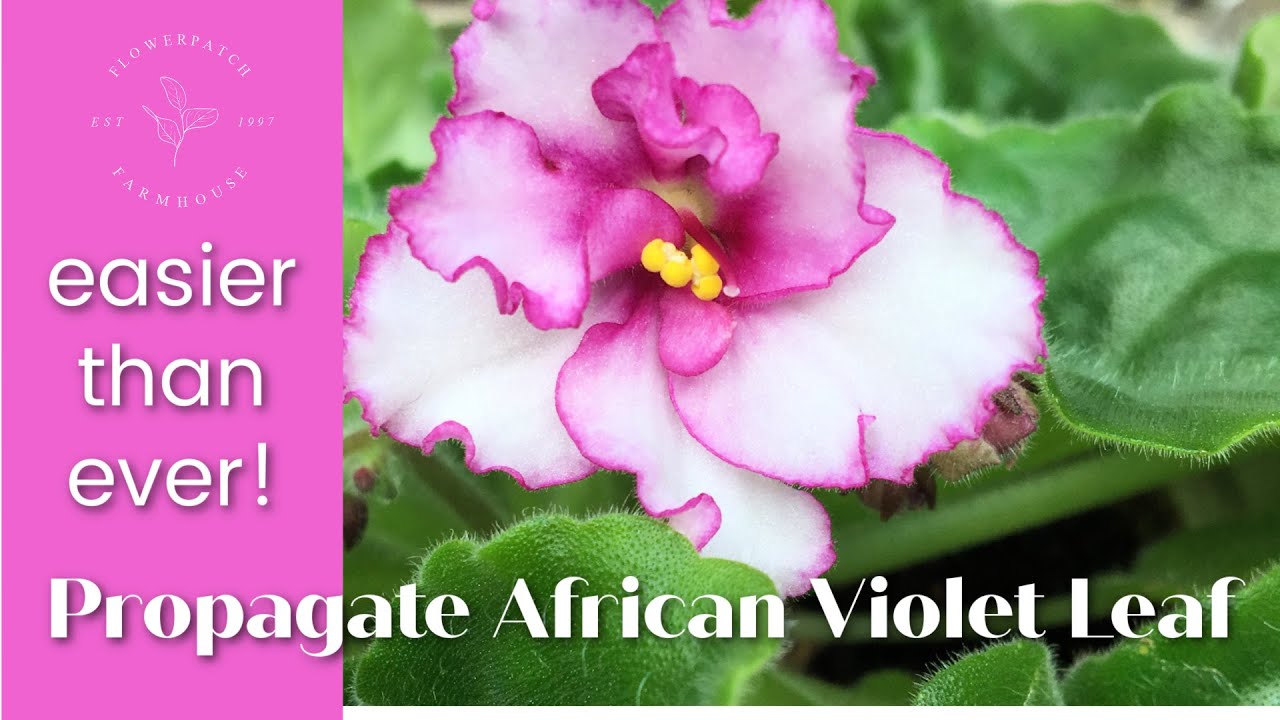 How to Propagate African Violets from leaf YouTube