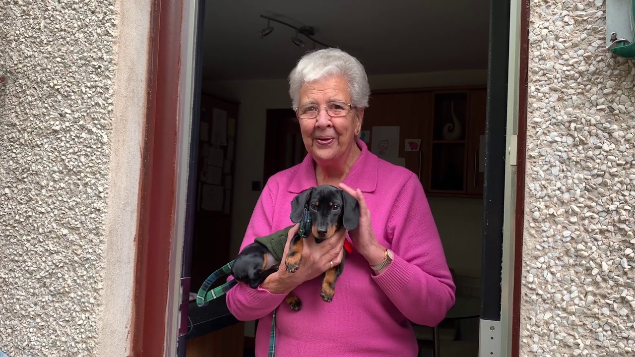 16 Week Mini Dachshund puppy, a day in the life - YouTube