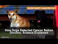 How Dogs Detected Cancer Before Doctors: Science Explained