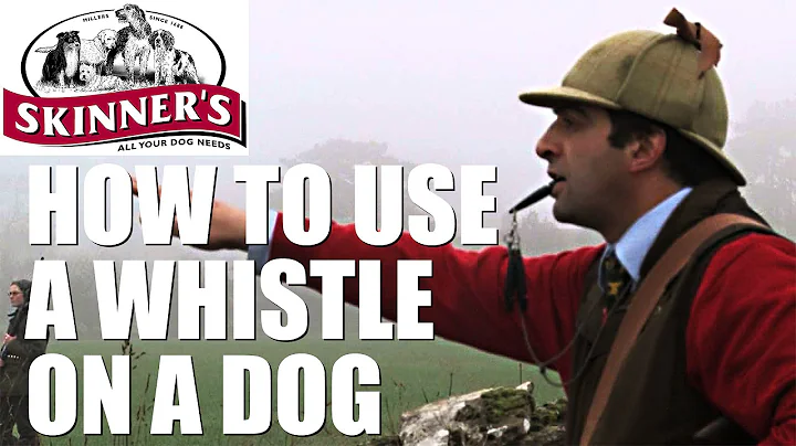 Gundog training tips - how to use the whistle