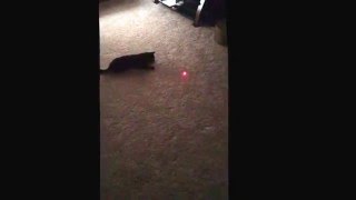 Bombay Cat chasing laser pointer Rock & Roll 'BatCat' by BOMBAY BATCAT 79 views 8 years ago 24 seconds