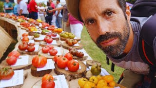 Más de 2500 variedades de tomate | El V Festival del Tomate de Cantabria