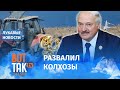 Лукашенко нельзя доверить даже коров / Лукавые новости
