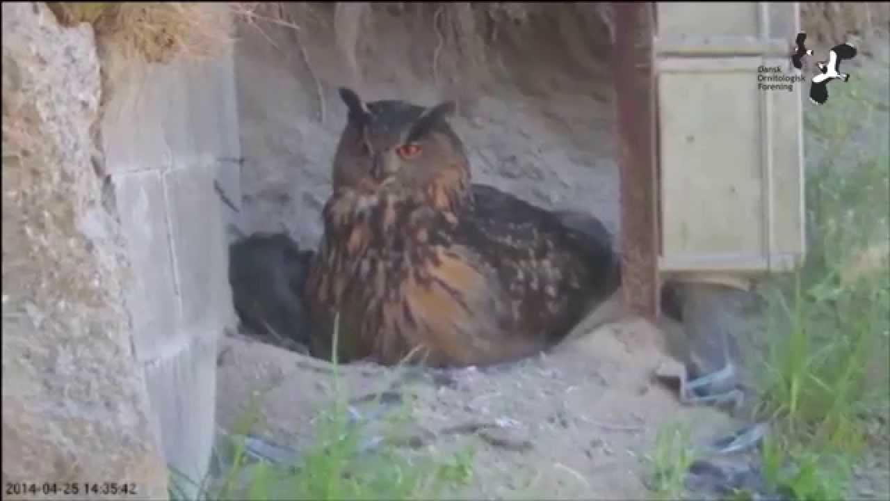 Fantastisk video: Stor hornugle sluger hel rotte - Horned owl swallows rats whole