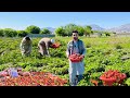 Afghanistan strawberry  nangarhar 2024    