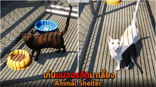 เก็บแมวจรจัดมาเลี้ยง Animal Shelter Prologue screenshot 3