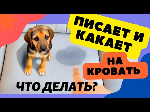 Что делать? Моя собака писает и какает на кровать!