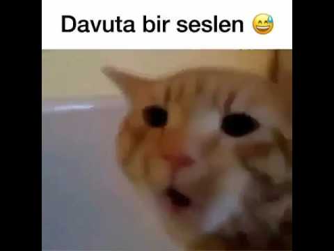 Kedinin Davut Demesi 😂😂😂