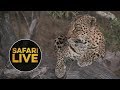 safariLIVE - Sunset Safari - July 22, 2018