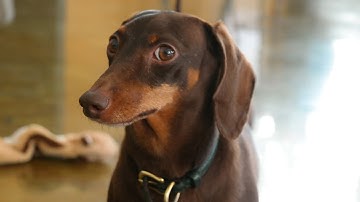 DocSend Dachshund Delivery Service