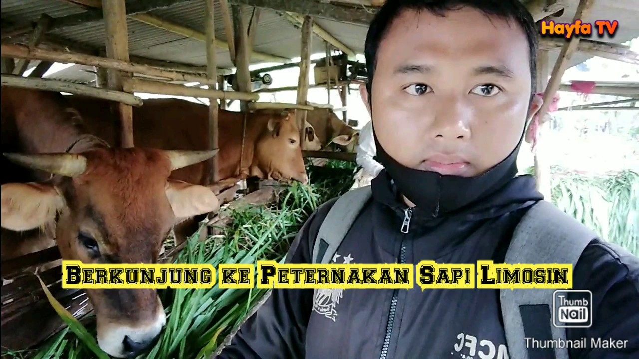 BERKUNJUNG KE PETERNAKAN SAPI LIMOSIN - YouTube