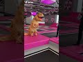 🔴 DINO in TRAMPOLINHALLE *DUMMES VIDEO LOL 😂* / Short #45