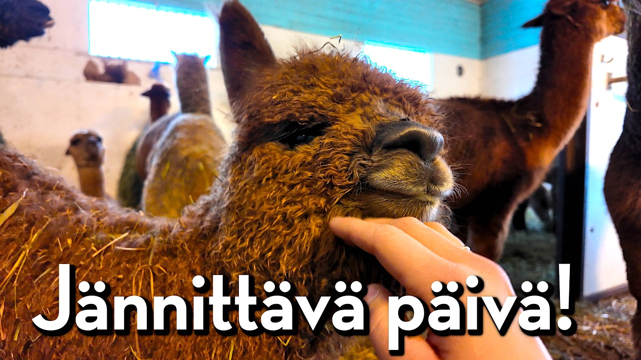 Alpakkavasojen ensimmäinen koulupäivä!