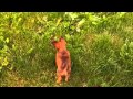 Russian toy puppy playing outside の動画、YouTube動画。