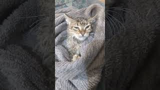 Dogs found a kitten in a frozen little pond. I brought it...