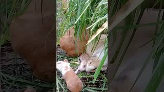 Cuy recién nacido #short #shorts #shortsanimals #shortsfeed #cuy #cuys #cuyes #cuyis #guineapigs