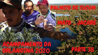 PALMITO DE TUCUM - MATO - JACARÉ  -  ACAMPAMENTO DA ORLANDINA 2020 - RIO ARAGUAIA - PARTE 38