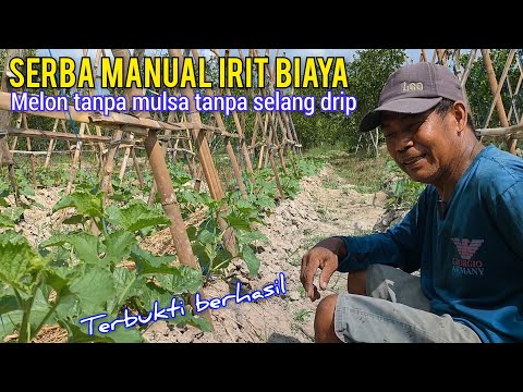 Video: Cara menanam melon. Tips untuk tukang kebun pemula