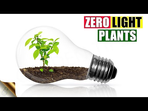 Video: Zahradnictví v interiéru při slabém osvětlení – můžete pěstovat jedlé ve tmě