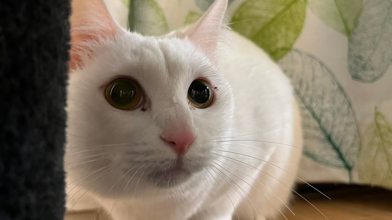 保護猫】2日でデレデレに激変した白猫ユキちゃん - YouTube