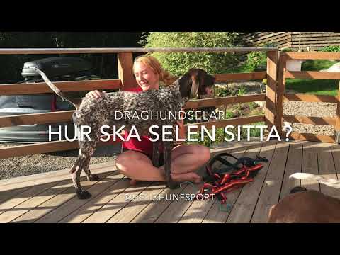 Video: Hur Man Sätter En Sele På En Hund