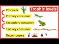 Energy Flow in Ecosystems: Food Chains and Roles of Living Things