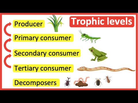 Trophic levels | Producer, primary consumer, secondary consumer, tertiary consumer & decomposers