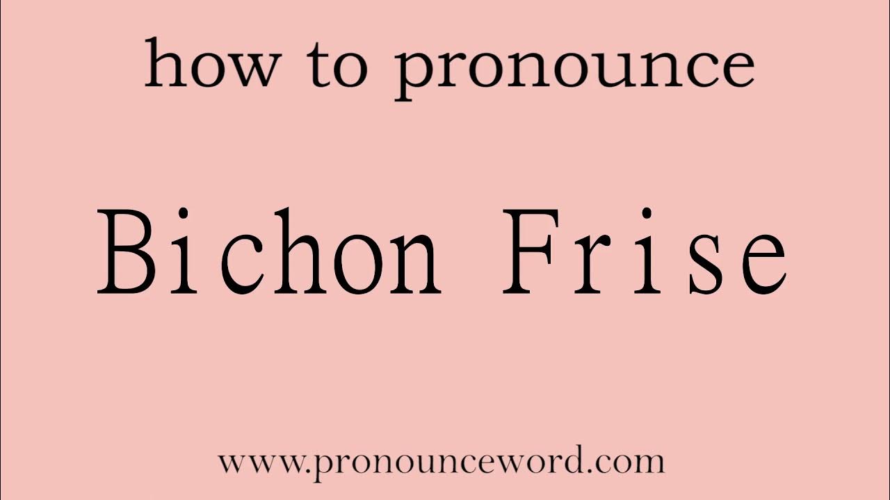 Bichon Frise How to pronounce Bichon Frise in english (correct!).Start