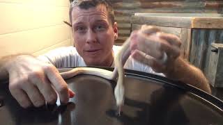 Reticulated Python Morphs- How to ID