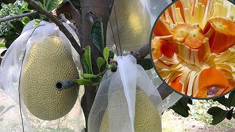 Đố bạn biết khoảng cách lý tưởng trồng mít ruột đỏ ???