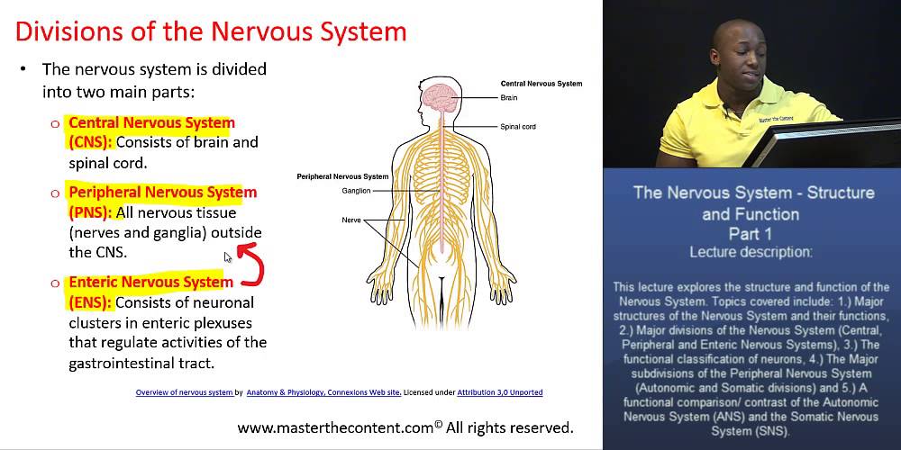 MCAT®: The Nervous System Part 1 - Major Divisions of the Nervous