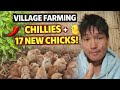 How To Grow Chillies Plant in Farm 🌶️ || 17 Chicks Finally Joined My Poultry Farm 🐥@sanzoivlog 