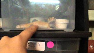 Hungry Gecko!