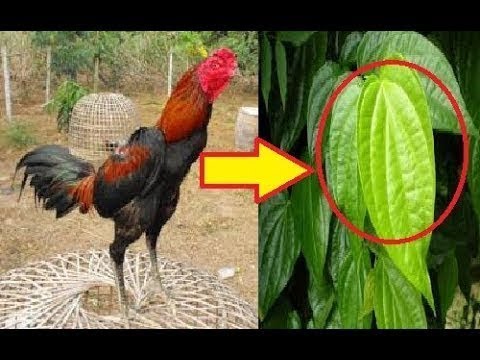 Wow 7 Manfaat Daun Sirih Untuk Ayam Bangkok Wow 7 Manfaat Daun Sirih Untuk Ayam Bangkok