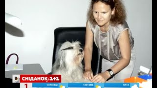 Сьогодні відзначають День - Візьми собаку на роботу Сьогодні відзначають День - Візьми собаку на роботу